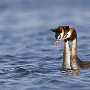 Great Crested Grebe (Podiceps cristatus) adult pair, in courtship display on water, River Thames, Henley-on-Thames, Thames Valley, Oxfordshire, England, april