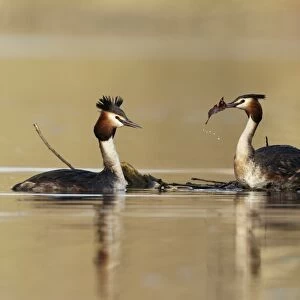 Great Crested Grebe (Podiceps cristatus) adult pair, building nest, Shropshire, England, March