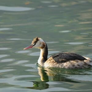 Great Crested Grebe (Podiceps cristatus) adult, winter plumage, swimming, Italy, february