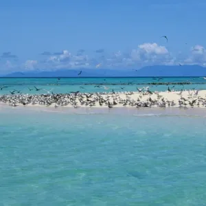 Great Crested Tern (Sterna bergii) and Common Noddy (Anous stolidus) flock, on beach, Michaelmas Cay Great Crested Tern (Sterna bergii) and Common Noddy (Anous stolidus) flock, on beach, Michaelmas Cay