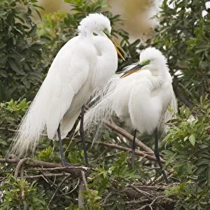 Great Egret (Ardea alba egretta) adult pair, breeding plumage, displaying in tree, Florida, U. S. A. February