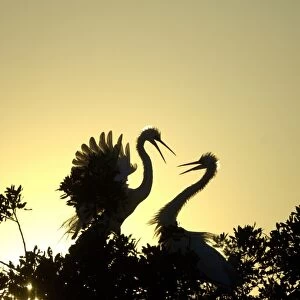 Great Egret (Casmerodius albus) adult pair, in courtship display, silhouetted at sunset, Florida, U. S. A