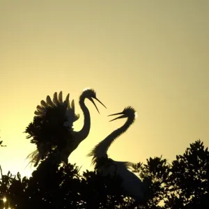 Great Egret (Casmerodius albus) adult pair, in courtship display, silhouetted at sunset, Florida, U. S. A Great Egret (Casmerodius albus) adult pair, in courtship display, silhouetted at sunset, Florida, U. S. A