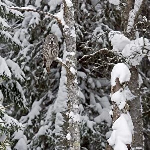 Great Grey Owl (Strix nebulosa) adult, perched in tree on snow covered coniferous forest edge, Finland, march