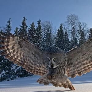Great Grey Owl (Strix nebulosa) adult, backlit, in flight, hunting over snow covered ground, Finland, march