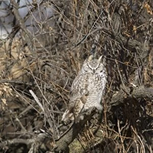 Great Horned Owl (Bubo virginianus) adult, sunning on branch, North Dakota, U. S. A. November