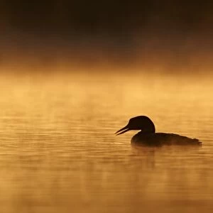 Great Northern Diver (Gavia immer) adult, summer plumage, silhouetted on lake at sunrise, North Michigan, U. S. A. june