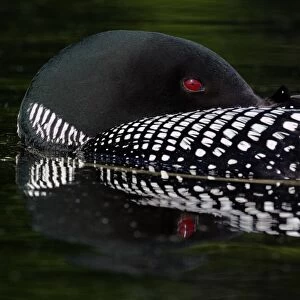 Great Northern Diver (Gavia immer) adult, summer plumage, resting on lake, North Michigan, U. S. A. june