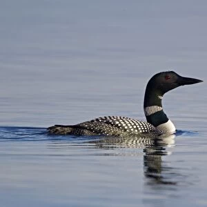 Great Northern Diver (Gavia immer) adult, breeding plumage, swimming on lake, Lake Myvatn, Iceland, May