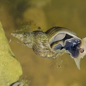 Great Pond Snail (Lymnaea stagnalis) adult, feeding at surface of water, Oxfordshire, England, july