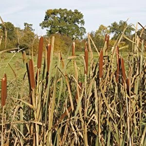Great Reedmace (Typha latifolia) flowerheads, growing in ditch on unimproved wet grazing meadow, Thornham Magna, Suffolk, England, october