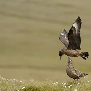 Great Skua (Stercorarius skua) adult pair, in flight and standing on coastal moorland, Unst, Shetland Islands