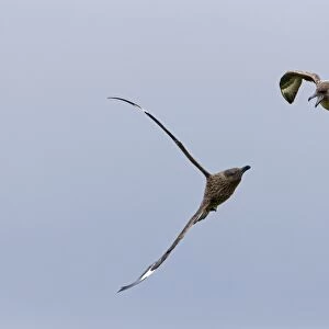 Great Skua (Stercorarius skua) two adults, in flight, fighting, Shetland Islands, Scotland, June