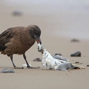 Great Skua (Stercorarius skua) immature, feeding on Black-headed Gull (Larus ridibundus) carcass, standing on beach, Norfolk, England, october