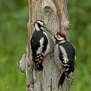 Great Spotted Woodpecker (Dendrocopos major) adult male feeding juvenile, clinging to dead tree trunk, England, June