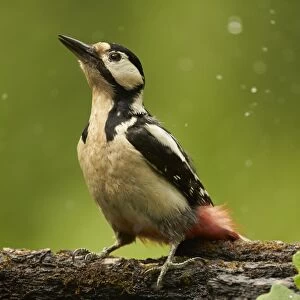 Great Spotted Woodpecker (Dendrocopos major) adult female, drinking at woodland pool, Hungary, May