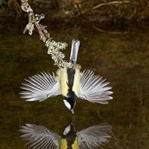 Great Tit (Parus major) adult male, drinking, with wings spread for balance, hanging over pool with reflection, Suffolk, England, march