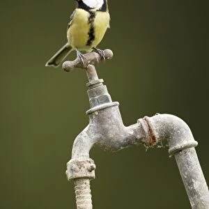 Great Tit (Parus major) adult, perched on garden tap, Shropshire, England
