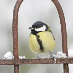 Great Tit Print: Adult perched on garden gate in snow Great Tit Print: Adult perched on garden gate in snow