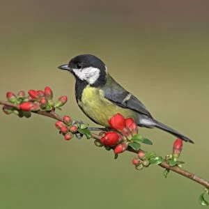 Great Tit (Parus major) adult, perched on Japanese Quince (Chaenomeles japonica) with flowerbuds, Leicestershire