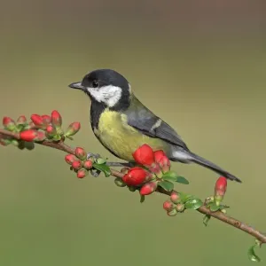 Great Tit Print, perched on Japanese Quince with flowerbuds Great Tit Print, perched on Japanese Quince with flowerbuds