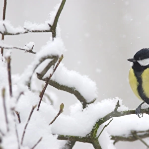 Great Tit (Parus major) adult, perched on snow covered twig during snowfall, Yorkshire, England, december