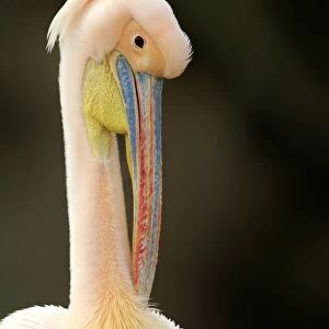 Great White Pelican (Pelecanus onocrotalus) pink adult, breeding plumage, close-up of head and neck, preening (captive)