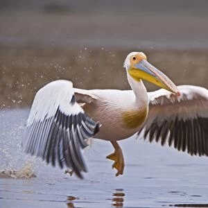 Great White Pelican (Pelecanus onocrotalus) adult, in flight, taking off from water, Lake Nakuru, Great Rift Valley