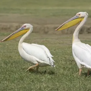Great White Pelican Print - Two Adults Walking in Kenya Great White Pelican Print - Two Adults Walking in Kenya