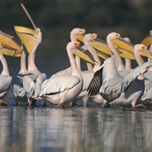 Great White Pelicans (Pelacanus onocrotalus) Group - Lake Baringo, Kenya