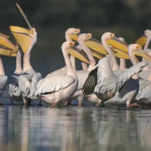 Great White Pelicans Print - Lake Baringo, Kenya Great White Pelicans Print - Lake Baringo, Kenya