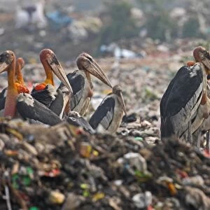 Greater Adjutant (Leptoptilos dubius) adults, flock scavenging on rubbish dump, Guwahati, Assam, India, january
