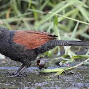 Greater Coucal (Centropus sinensis) adult, feeding on aquatic snail, standing on mud, Hong Kong, China, October