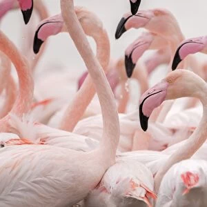 Greater Flamingo (Phoenicopterus roseus) adults, tight group, close-up of heads and necks, Camargue, Bouches du Rhone