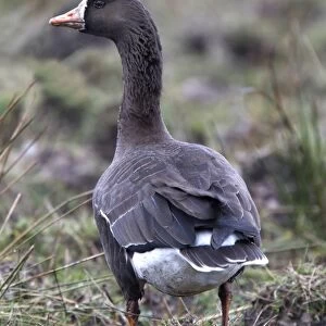 Greater or Greenland White fronted Goose on Islay