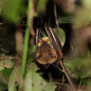 Greater Short-nosed Fruit Bat (Cynopterus sphinx) adult, feeding on fruit, hanging in bush, Krung Ching, Thailand