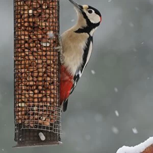 Greater Spotted Woodpecker (Dendrocopus major) adult male, feeding on peanut feeder in snowfall, Oxfordshire, England