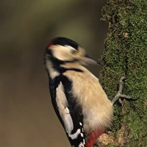 Greater Spotted Woodpecker (Dendrocopus major) adult male, drumming on rotten tree stump, Kent, England, spring