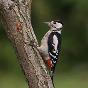 Greater Spotted Woodpecker (Dendrocopus major) immature, foraging on tree trunk, Norfolk, England, august