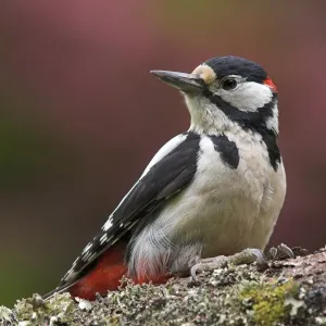 Greater Spotted Woodpecker Print Greater Spotted Woodpecker Print