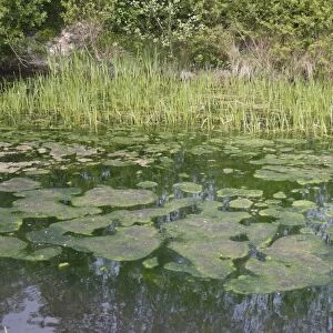 Green algae on pond surface, Stowmarket, Suffolk, England, april