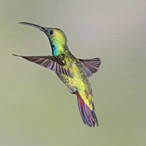 Green-breasted Mango (Anthracothorax prevostii) adult male, in flight, Costa Rica, April
