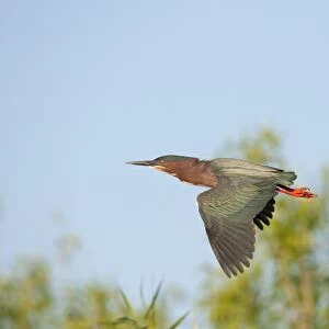 Green Heron (Butorides virescens) adult, in flight, Everglades N. P. Florida, U. S. A