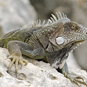Green Iguana (Iguana iguana) adult, resting on rock, Bonaire, Leeward Antilles, Lesser Antilles, Caribbean