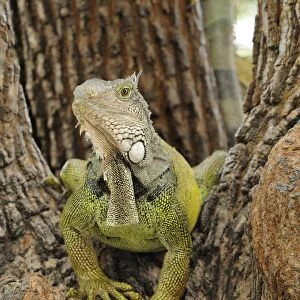 Green Iguana (Iguana iguana) adult, sitting in tree, Parque Bolivar, Guayaquil, Ecuador