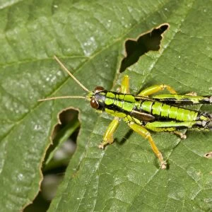 Green Mountain Grasshopper (Miramella alpina) adult male, resting on leaf, Auvergne, France, August