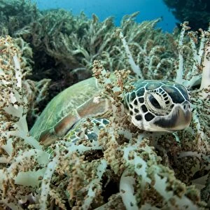 Green Sea Turtle (Chelonia mydas) adult, resting amongst coral, Gili Lawa Laut, near Komodo Island, Komodo N. P