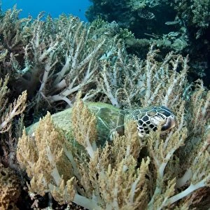 Green Sea Turtle (Chelonia mydas) adult, sleeping amongst coral, Gili Lawa Laut, near Komodo Island, Komodo N. P