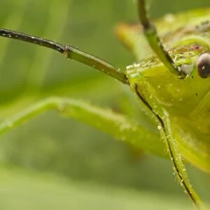 Green Shieldbug (Palomena prasina) adult, close-up of head, Leicestershire, England, may