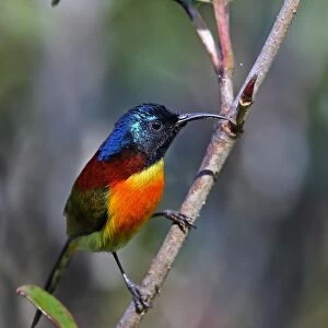 Green-tailed Sunbird (Aethopyga nipalensis angkanensis) adult male, perched on twig, Doi Inthanon N. P